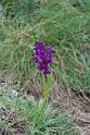 orchis morio